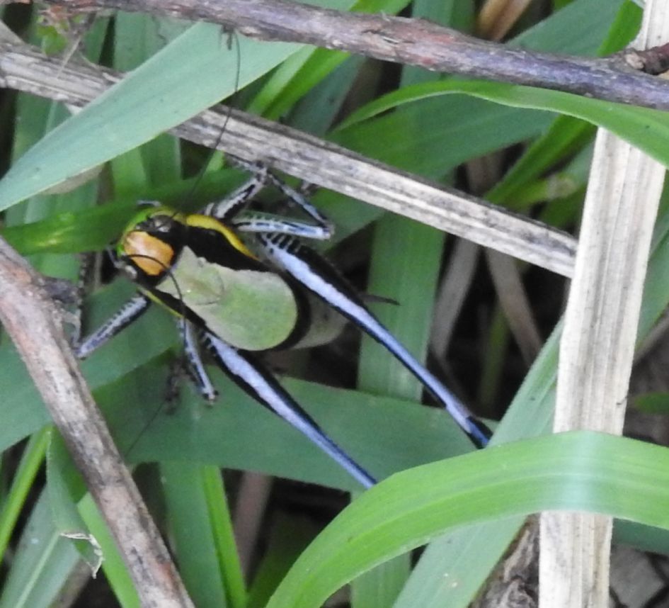 Welke sprinkhaan of krekel is dit?